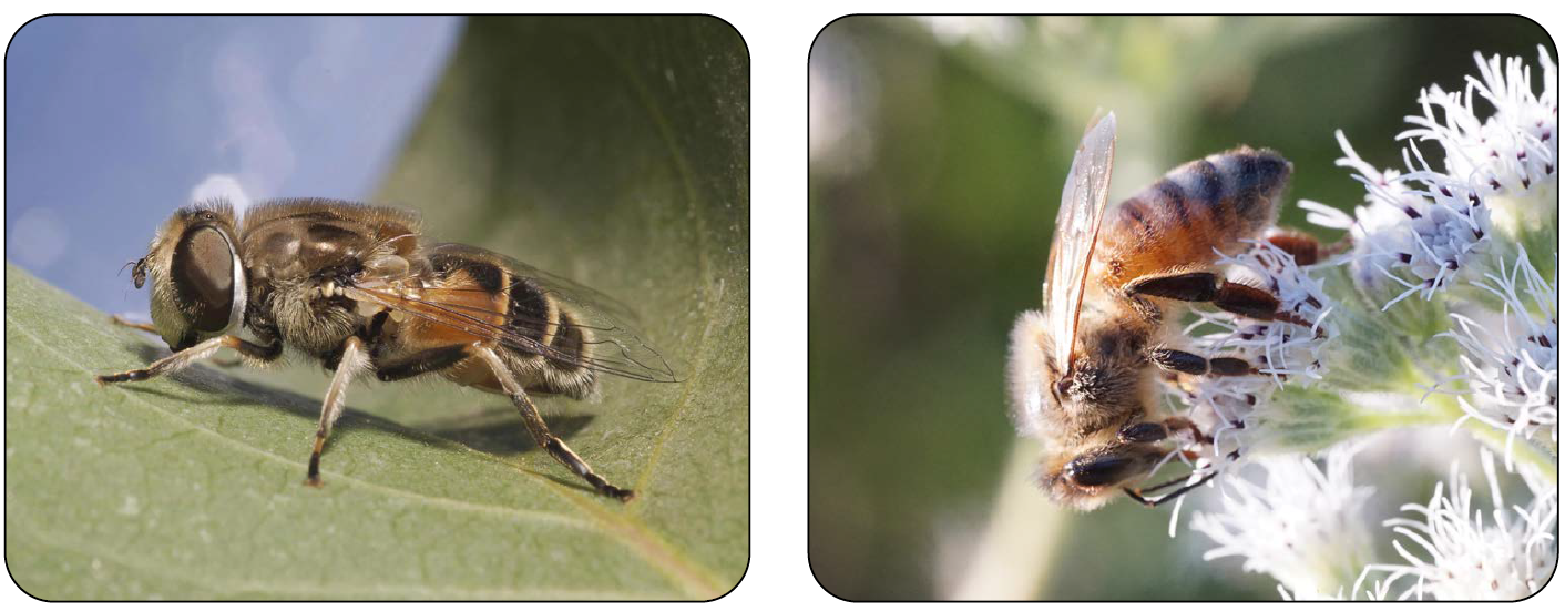 An adult drone fly and an adult honey bee.